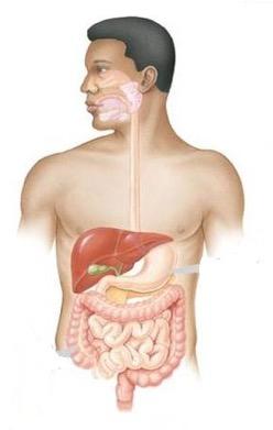 colorectal, endometrial, stomach, ovarian, pancreas, ureter, renal pelvis, biliary tract and