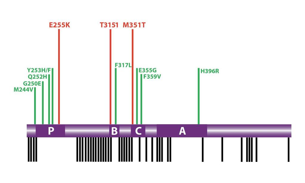 Kinase domain mutations P = P loop - ATP-binding site -?