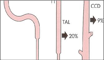 bular capillary/va asa recta LOW DIETARY INTAKE NORMAL