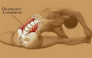 Stabilises local spinal lateral Rotators Multifidus Spans and attaches to many vertebrae Spans and attaches to many vertebrae, as a result produces great force flexion Stabilises local spinal