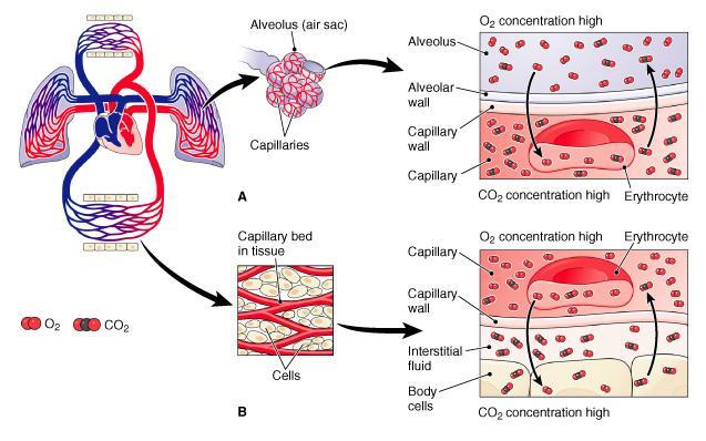 Gas exchange. (A) External exchange between the alveoli and the blood.
