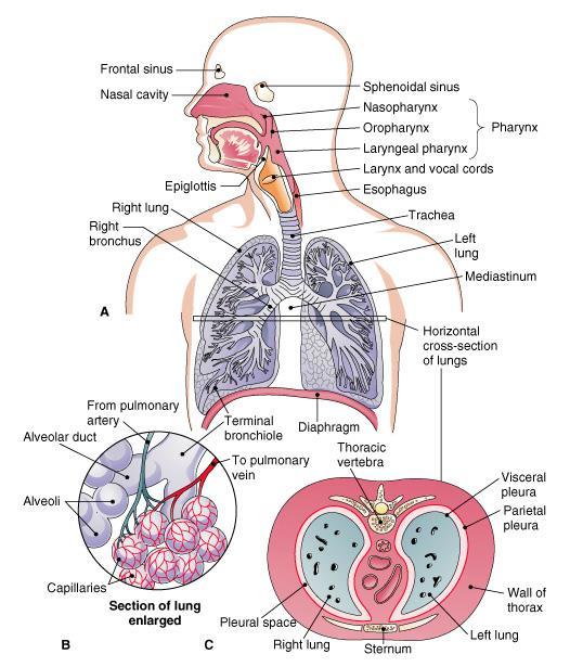 The respiratory system. (A)Overview.