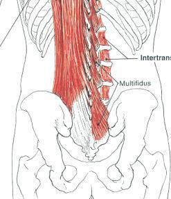 Multifidus Origin: Sacral region: posterior surface of sacrum, medial surface of posterior iliac spine & postero-sacroiliac ligaments.