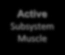 Active Subsystem Muscle