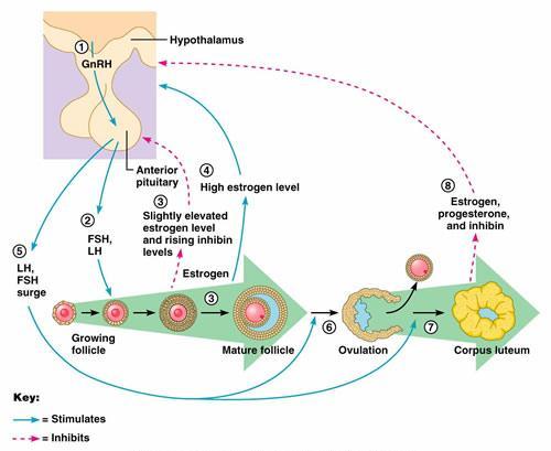 Control of Ovulation: the Hypothalamic-pituitary-gonadal