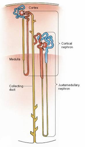 cortex Renal Lobule = medullary ray & surrounding
