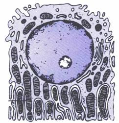 mitochondria Absent (or few short) microvilli Basal interdigitations Numerous