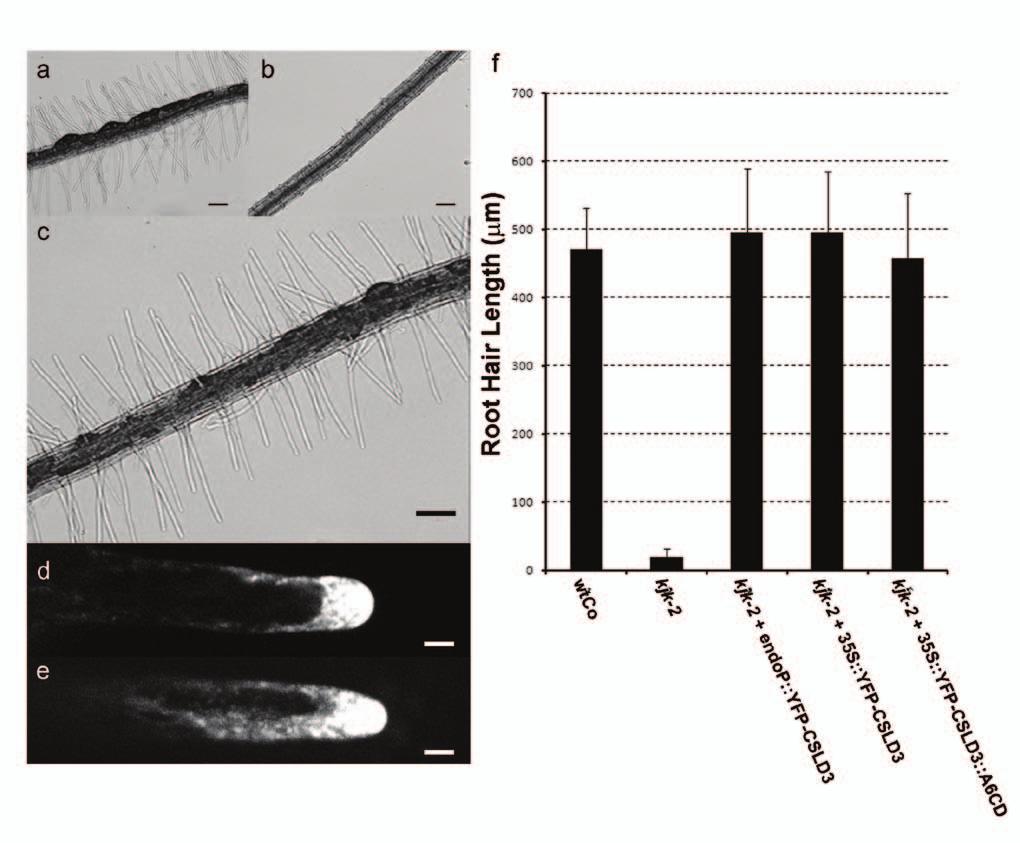 Figure S2 (a). Brightfield image of root hairs from seven day-old wt(col-0) seedlings, (b). Root hairless kjk-2 seedling, (c). kjk-2 seedling transformed with 35S::EYFP-CSLD3.