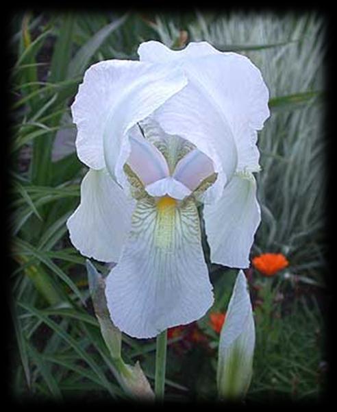 Orris BOTANY Iris florentina L. (=Iris x germanica L. nothovar. florentina Dykes). Common name: orris. Iridaceae family. The plants of the genus Iris are perennial herbs of 30 to 100 cm high.
