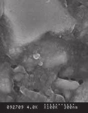 SEM s of polished surfaces x1k.* Ketac Nano Fuji II LC Fuji Filling LC Images taken under the Atomic Force Microscope compare surface roughness after polishing.