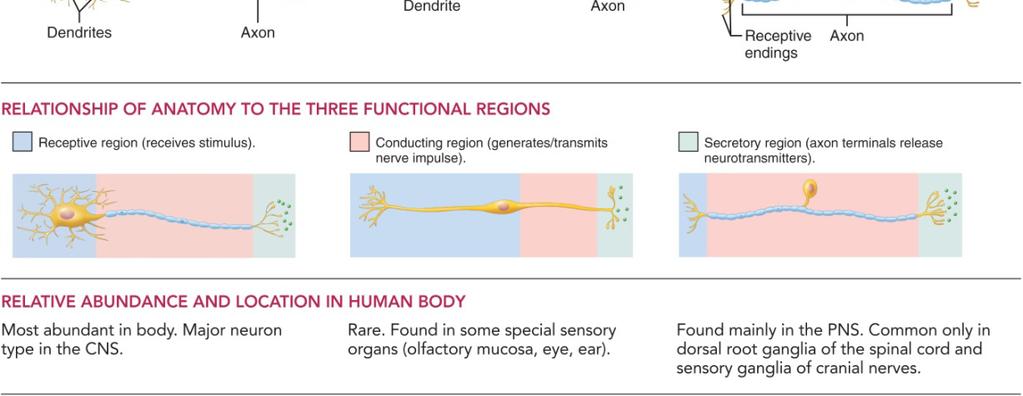some special sensory organs Unipolar (pseudounipolar) possess one short, single process Start