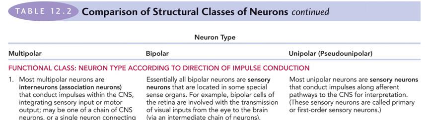 Neurons Classified by Function Functional Classification of Neurons Sensory neurons deliver information from exteroceptors, interoceptors, or proprioceptors Motor neurons Form the efferent division