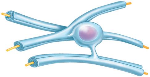 Myelin sheath Process of oligodendrocyte Nerve fibers (d) Oligodendrocytes have processes that