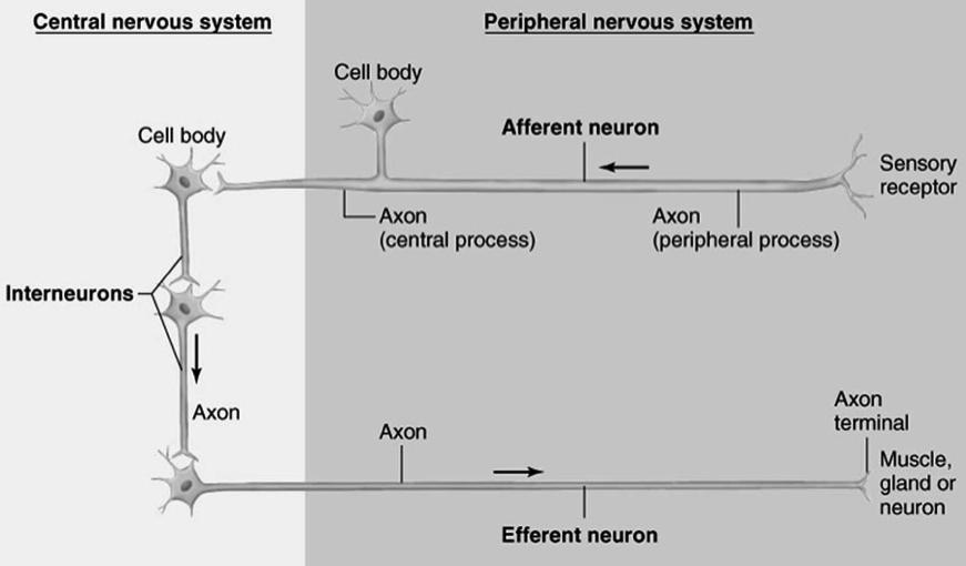 Functional Classification of Neurons Sensory neurons deliver information from exteroceptors, interoceptors, or proprioceptors Somatic sensory neurons versus somatic visceral neurons Motor neurons