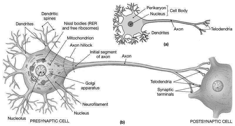 Neurons Anatomy Axons: undergo action potentials to deliver information, typically neurotransmitters,