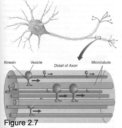 terminals ( called anterograde and retrograde transport) Axon terminal has for example no Nissl bodies ; thus no means to produce