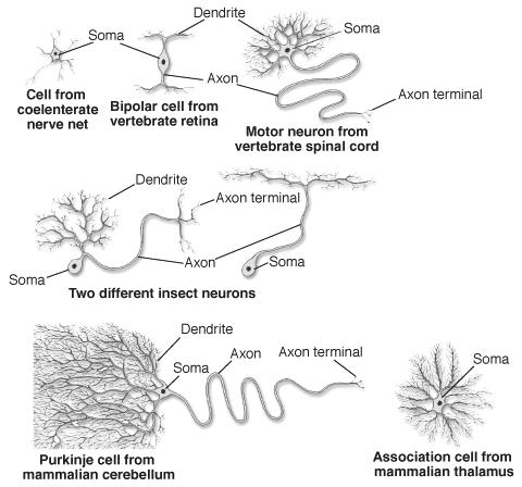 Structural Classification of Neurons Neurons come in