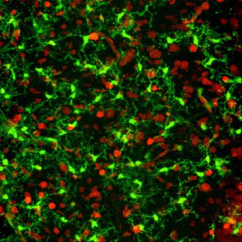 o Structure: Small cells found near blood vessels in the brain; derived from cells that also