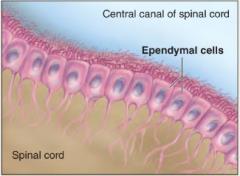 EPENDYMAL CELLS (CNS) synapticplasticity.wix.