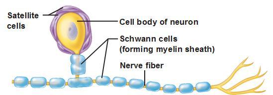 SATELLITE CELLS (PNS) o Structure: flat cells surrounding neuronal