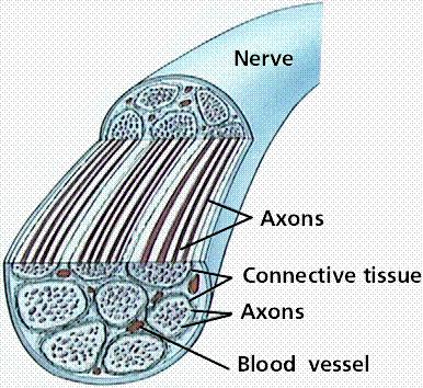 Effector cells receive info Carry out funcbon Peripheral Nervous All sensory or motor neurons outside of CNS Composed of nerves Axons of neurons bundled together