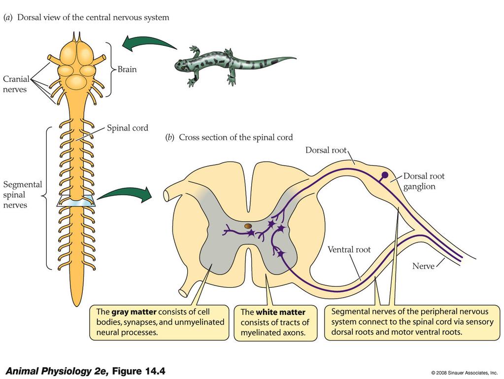 Chapter 14: Nervous system General organizabonal scheme Central Nervous Peripheral Nervous Vertebrate