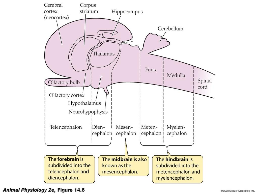 CentralizaBon and cephalizabon CentralizaBon: neurons collected into a central region of the body