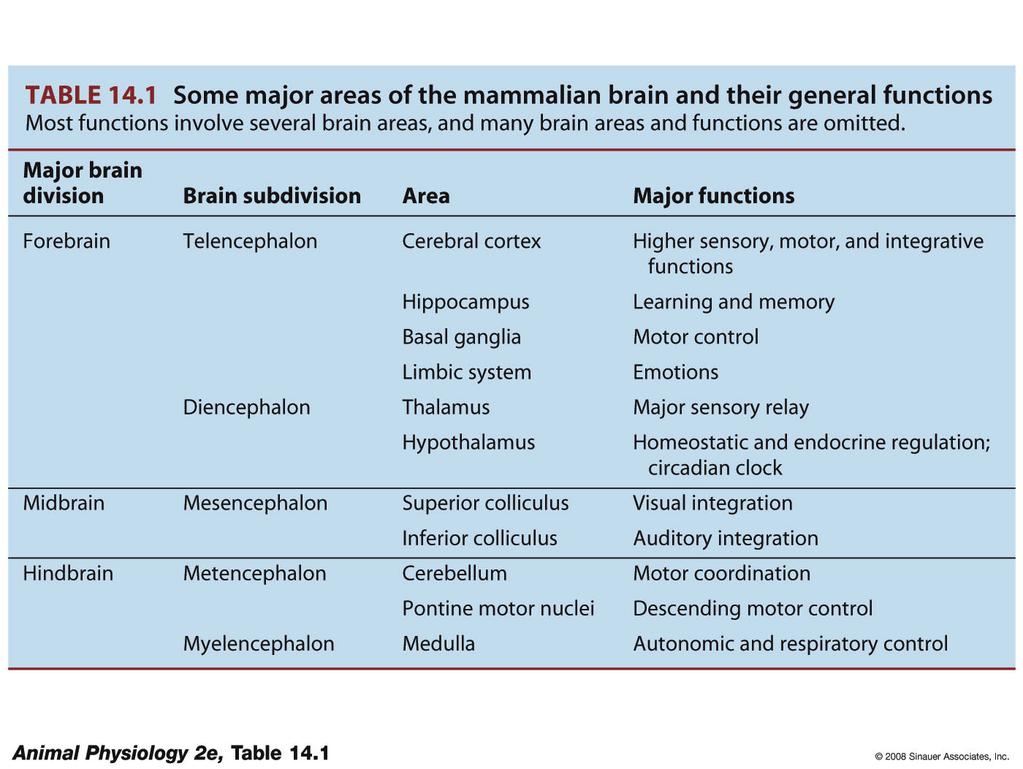 complex spabal arrangement (CephalizaBon) Larger brains (control over more funcbons) Vertebrate Central