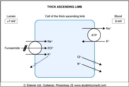 Figure 6. Cellular mechanism of Na + reabsorption in the thick ascending limb of the loop of Henle. The transepithelial potential difference is +7 mv. ATP, Adenosine triphosphate.