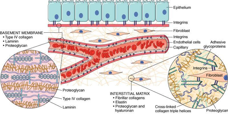 INTRODUCTION NORMAL CIRCULATORY SYSTEM Extracellular Matrix Structural molecules: Collagen, reticulin & elastin