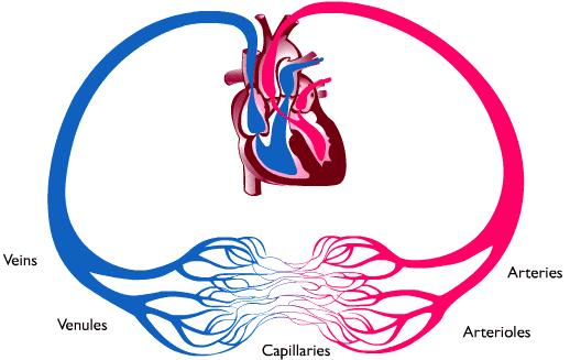 INTRODUCTION NORMAL CIRCULATORY SYSTEM Components of the Circulatory