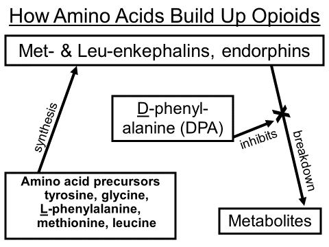 How Amino Acids Restore Your Natural Endorphins There is a well-established science about how this works.