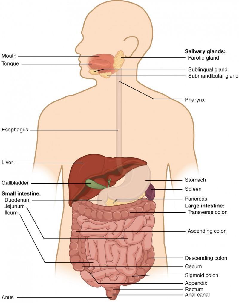 The gastrointestinal tract https://courses.