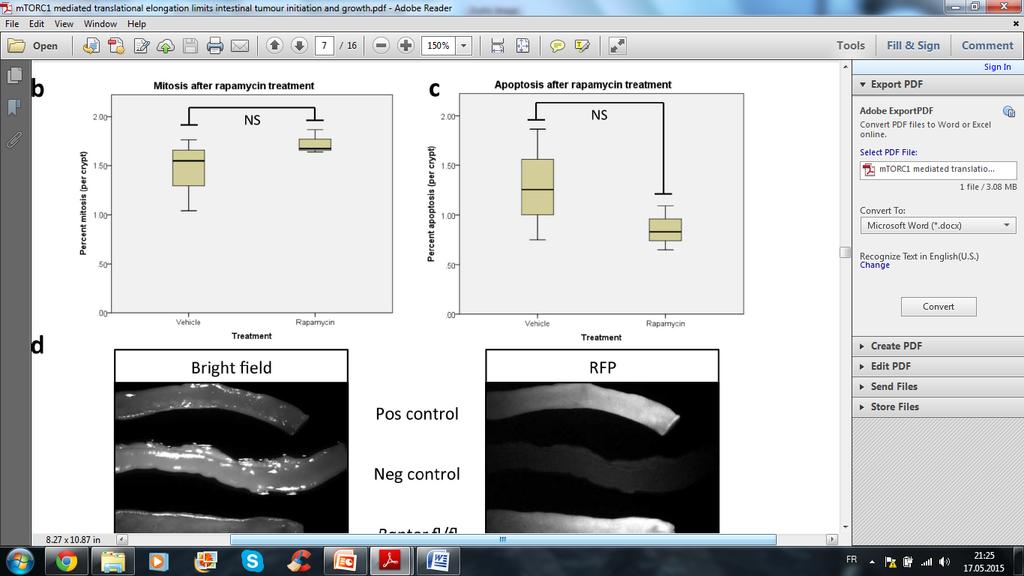 Rapamycin treatment and raptor deletion NO effect on normal enterocytes, only cells with high level of wnt