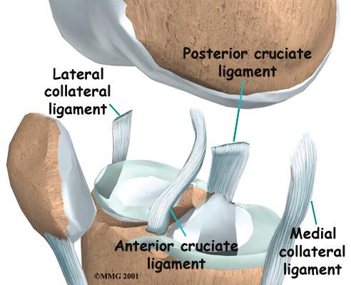 This guide will help you understand where the collateral ligaments are located how a collateral ligament injury causes problems how doctors treat the condition Ligaments are tough bands of tissue