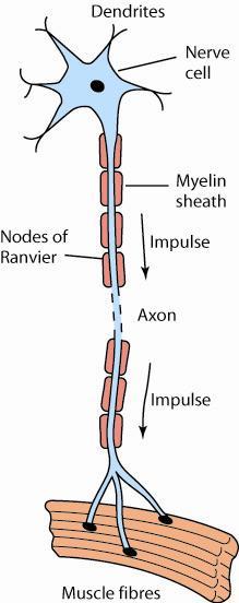 Chapter 3 Biological measurement 3.1 Nerve conduction Learning objectives: What is in a nerve fibre? How does a nerve fibre transmit an electrical impulse? What do we mean by action potential?