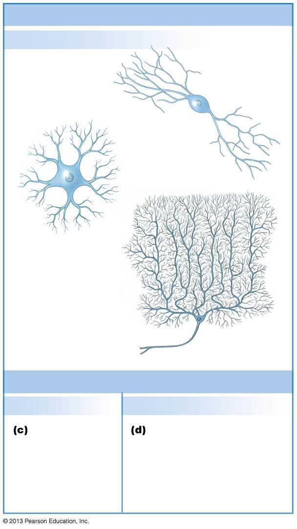 Types of neurons Pseudounipolar Bipolar Anaxonic Multipolar Pseudounipolar neurons have a