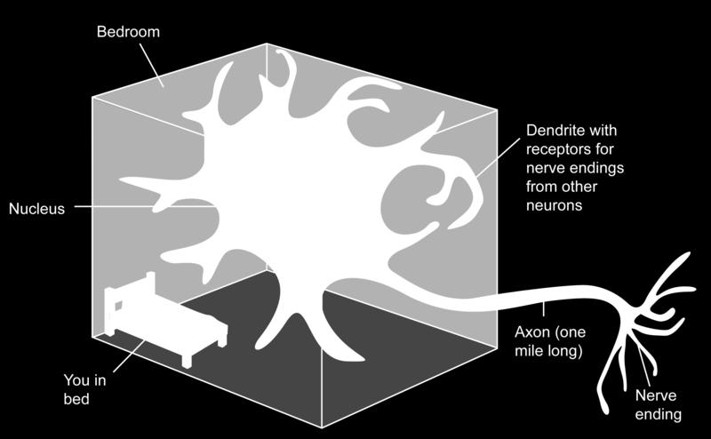 2 If you imagine a neuron the size of a bedroom, you can get a better idea of a neuron s structure.