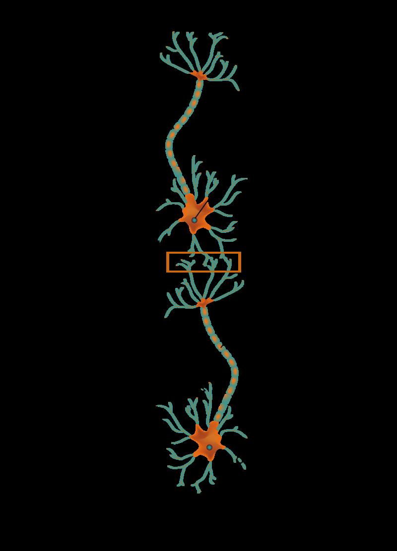 www.ck12.org Concept 1. Neurons: The Building Blocks of the Nervous System We have described a nerve impulse as an electrical signal.