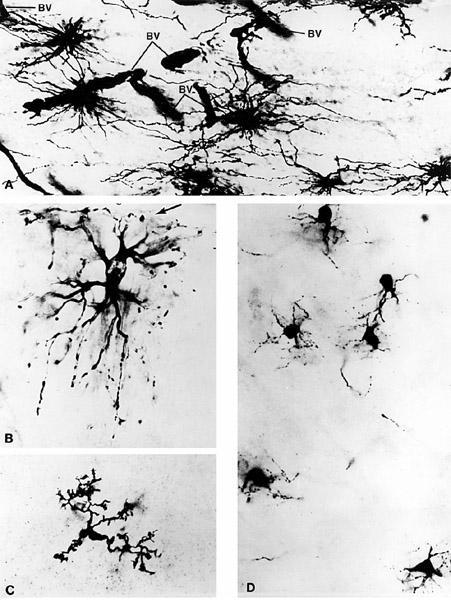 Photomicrographs (prepared with Golgi stain) of glial cells from the cerebral cortex. A: Fibrous astrocytes, showing blood vessels (BV). x1000.