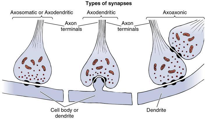Types of synapses.