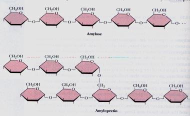 Amylose (α-1,4) Amylopectin