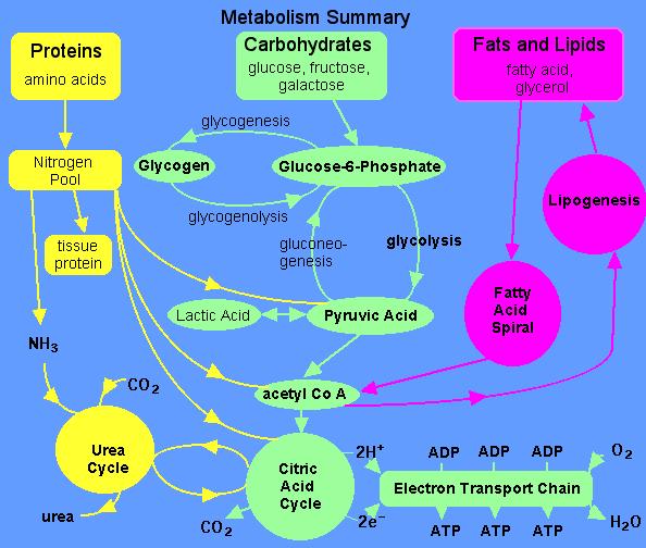 Metabolism of Foods Food is broken down into carbohydrates, lipids,
