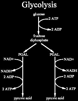 Glycolysis glucose 2 P i 2 ADP 2 NAD 2 pyruvate 2 ATP 2 NADH 4