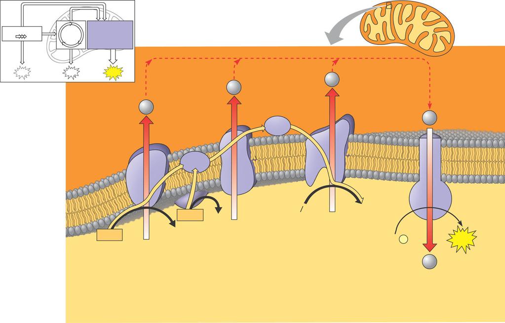 Intermembrane space Inner mitochondrial membrane Mitochondrial matrix xidative.