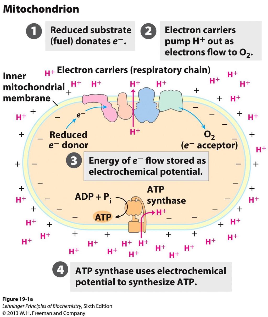 Chemiosmotic Mechanism Electron transport chain sets up an +