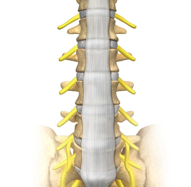 It is made up of five bones, called vertebrae.