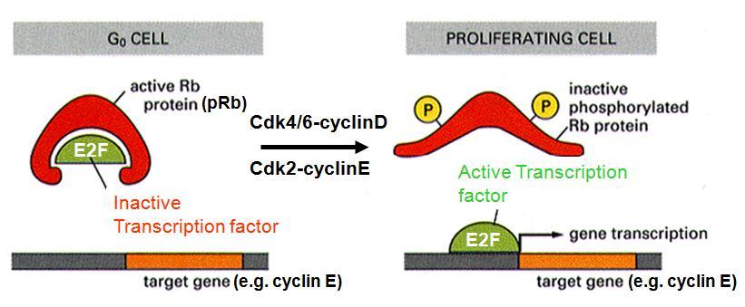 the G1/S phase) can all phosphorylate the prb at multiple sites. As this happens, prb s affinity for E2F is reduced, so E2F is released and it can induce target genes like the cyclin E gene.