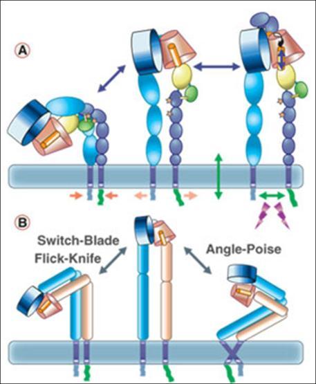 In outside-in signalling, a cell can receive information about its surroundings from its adhesion to ECM, e.g. the composition of the ECM will determine which integrin complexes bind and which signals it receives.
