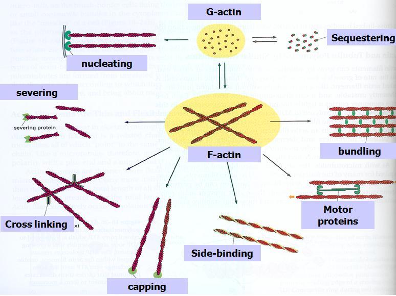 During cell movement, control is needed within a cell to co-ordinate what is happening in different parts of the cell.
